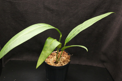 アンスリウム sp. モロナ｜772 Anthurium sp. Morona | ふたむらプランツ