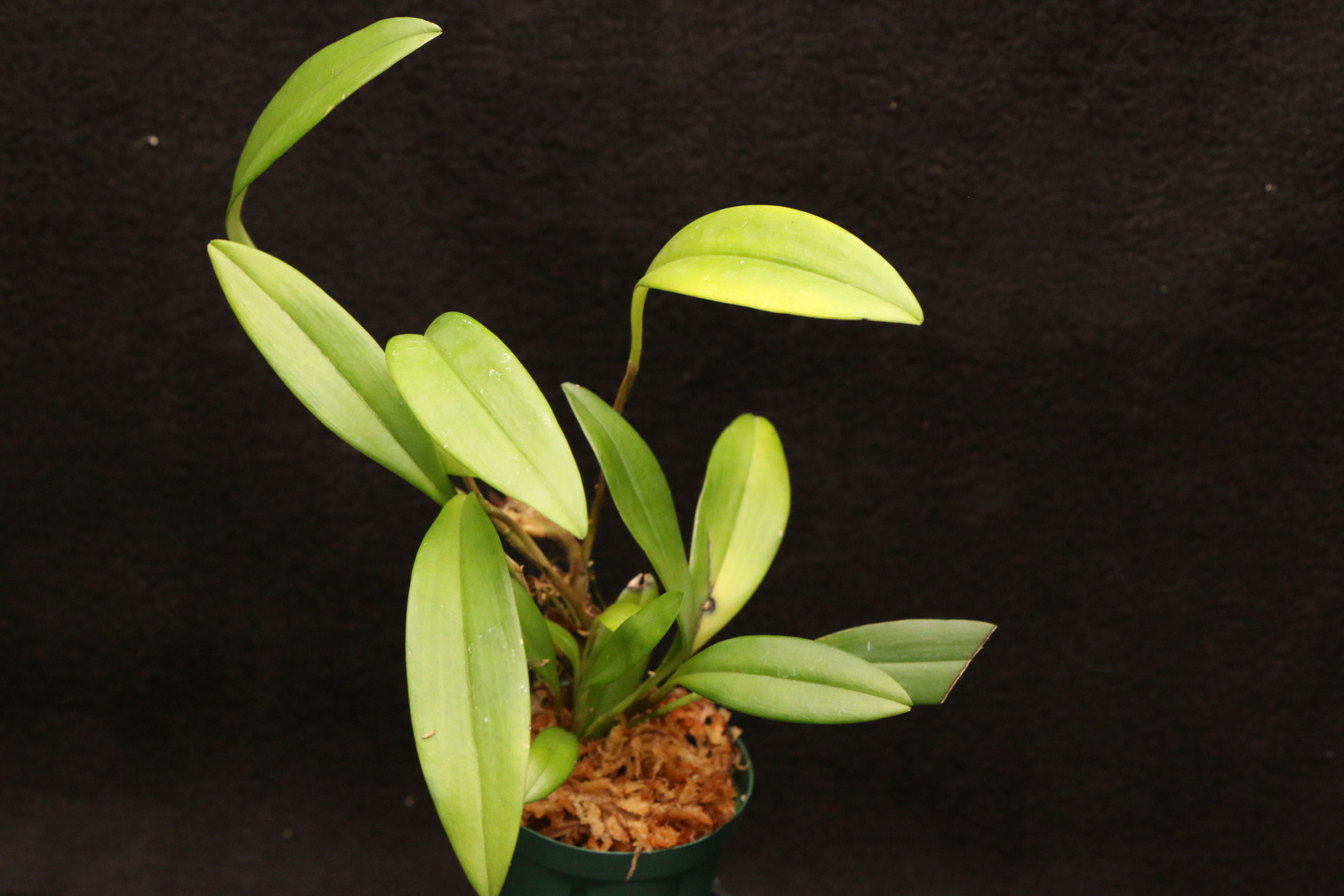 ステリス アルゲンタータ｜Stelis argentata