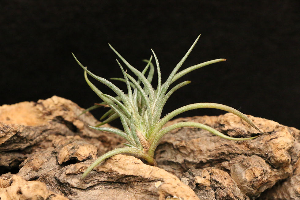 サムネイル： バンデンシス｜bandensis