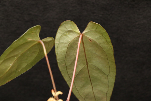 アンスリウム sp. 39 x ベッセアエ｜Anthurium sp. 39 x besseae