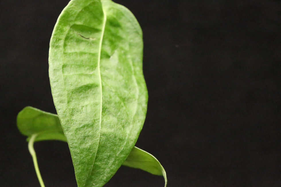 サムネイル： アンスリウム ペルティゲラム｜Anthurium peltigerum