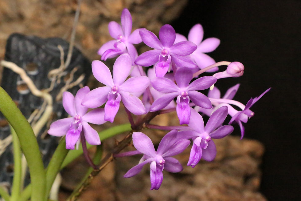 Thumbnail: バンダ  'ブルースター' x セイデンファデニア ミトラタ｜Vanda Cham ‘Blue Star' x Seidenfadenia mitrata