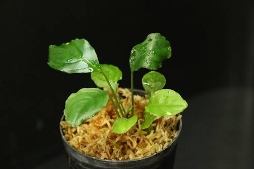 Bidayuha Crassispatha Kalimantan Barat子株 ☆入荷情報 西カリマンタン、北スマトラのサトイモ類など: 東南