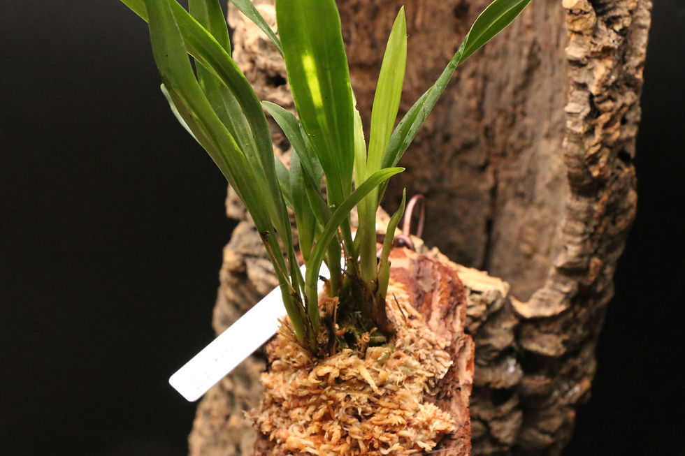 ภาพขนาดย่อ: ケファルステイニア｜389 Kefersteinia oscarii