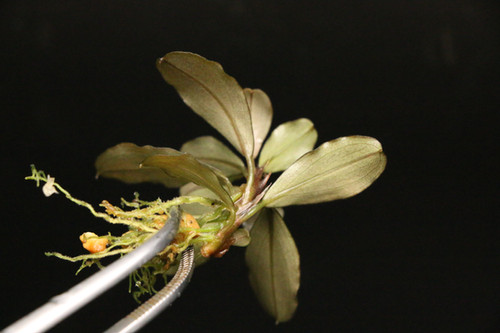 ブセファランドラ sp. 'ティア'｜Bucephalandra sp 'Theia'【Aquafleur