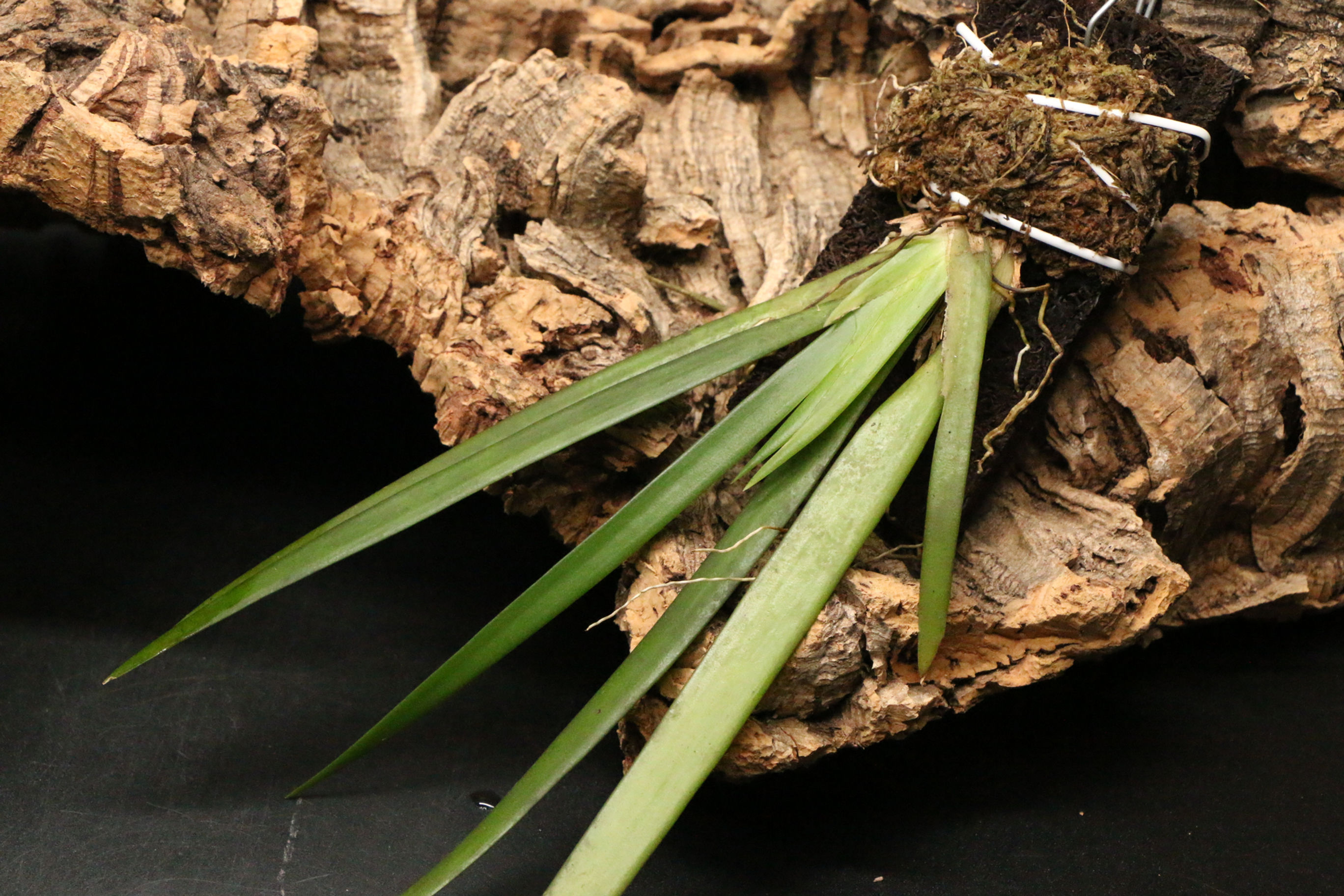 プレクトロフォラ クルトリフォリア｜Plectrophora cultrifolia