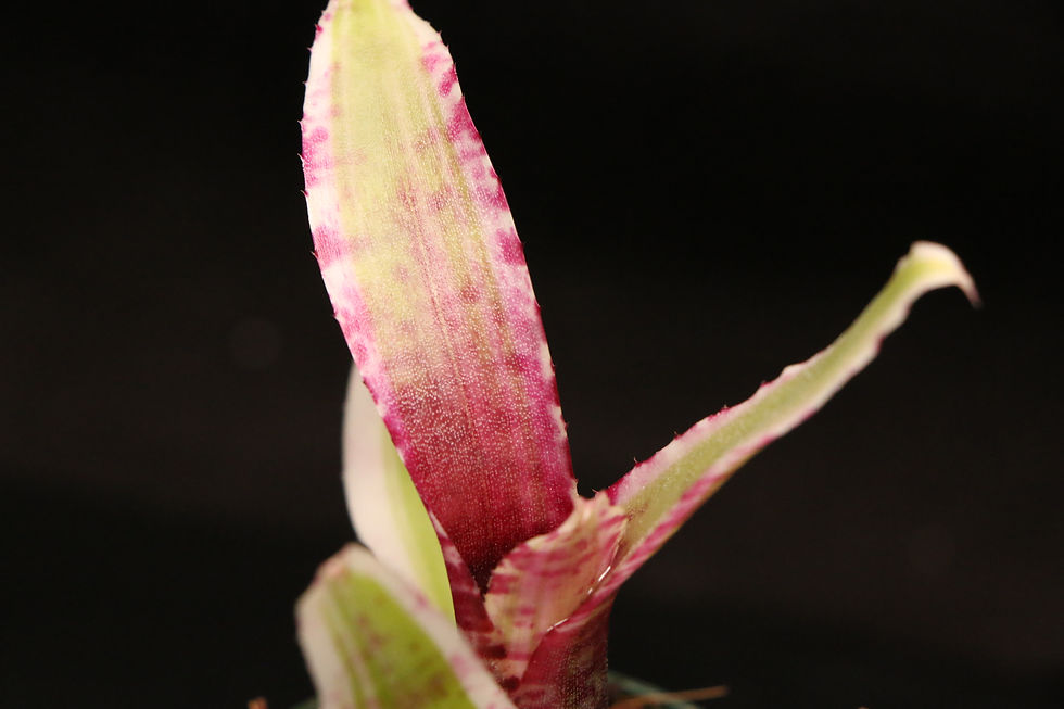 Thumbnail: ネオレゲリア 'ファイア イン ザ ホール'｜Neoregelia ’Fire In The Hole’