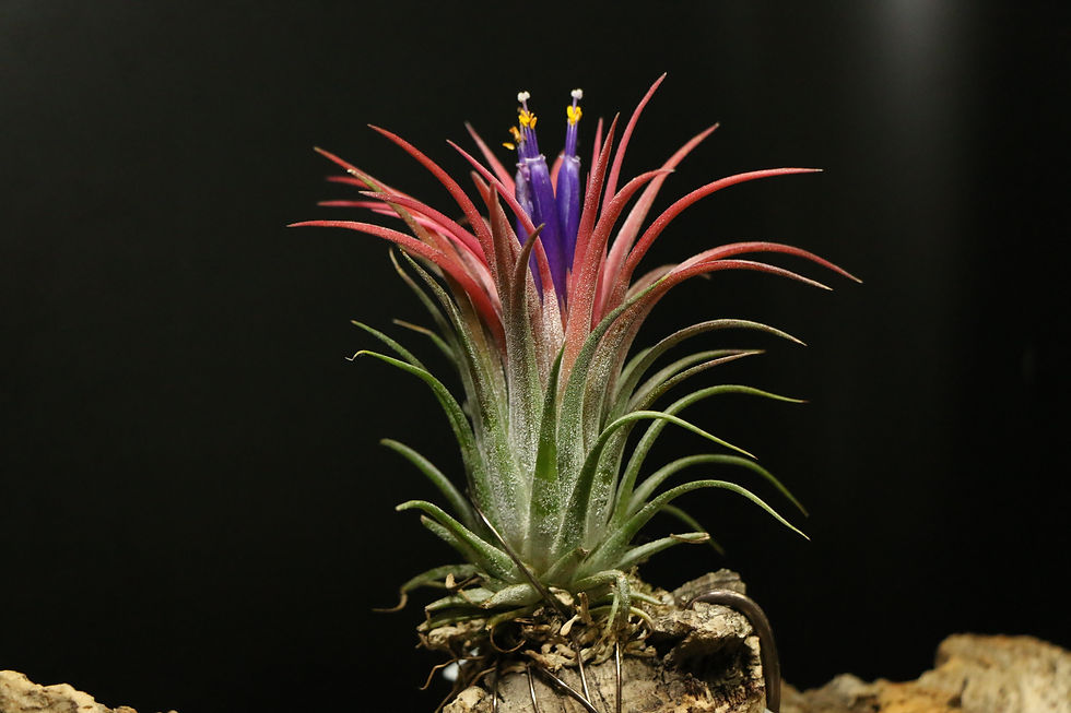 Ionanta'Tall Velvet' | ionantha'Tall Velvet'