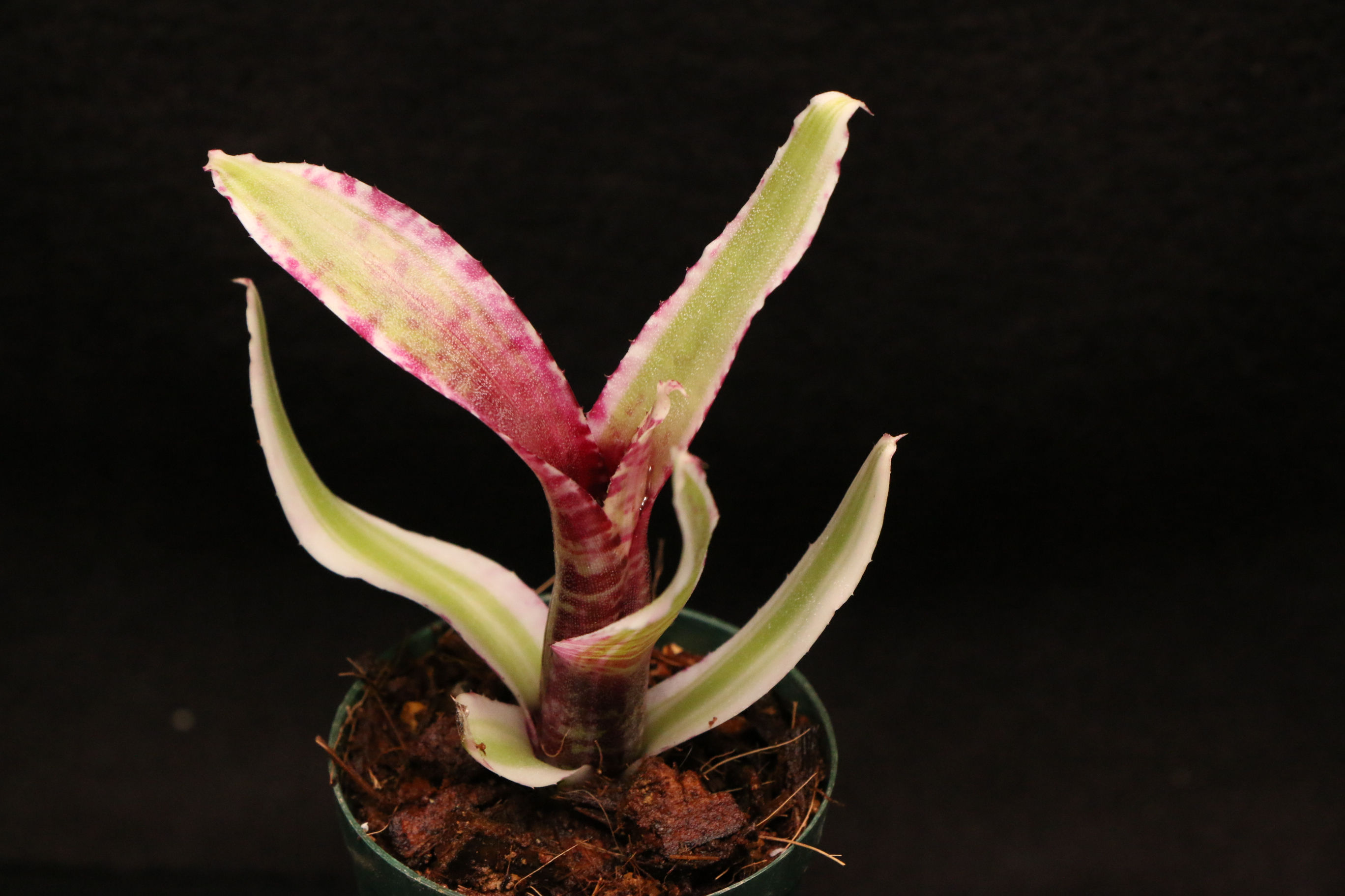 ネオレゲリア 'ファイア イン ザ ホール'｜Neoregelia ’Fire In The Hole’