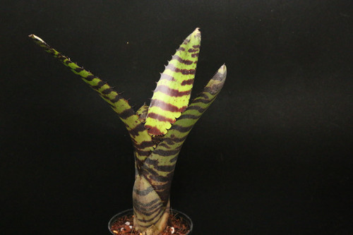 ネオレゲリア ノーマン・ベイツ　Neoregelia Norman Bates ネオレゲリア 'ノーマン ベイツ'｜324 Neoregelia 'Norman Bates' | ふ