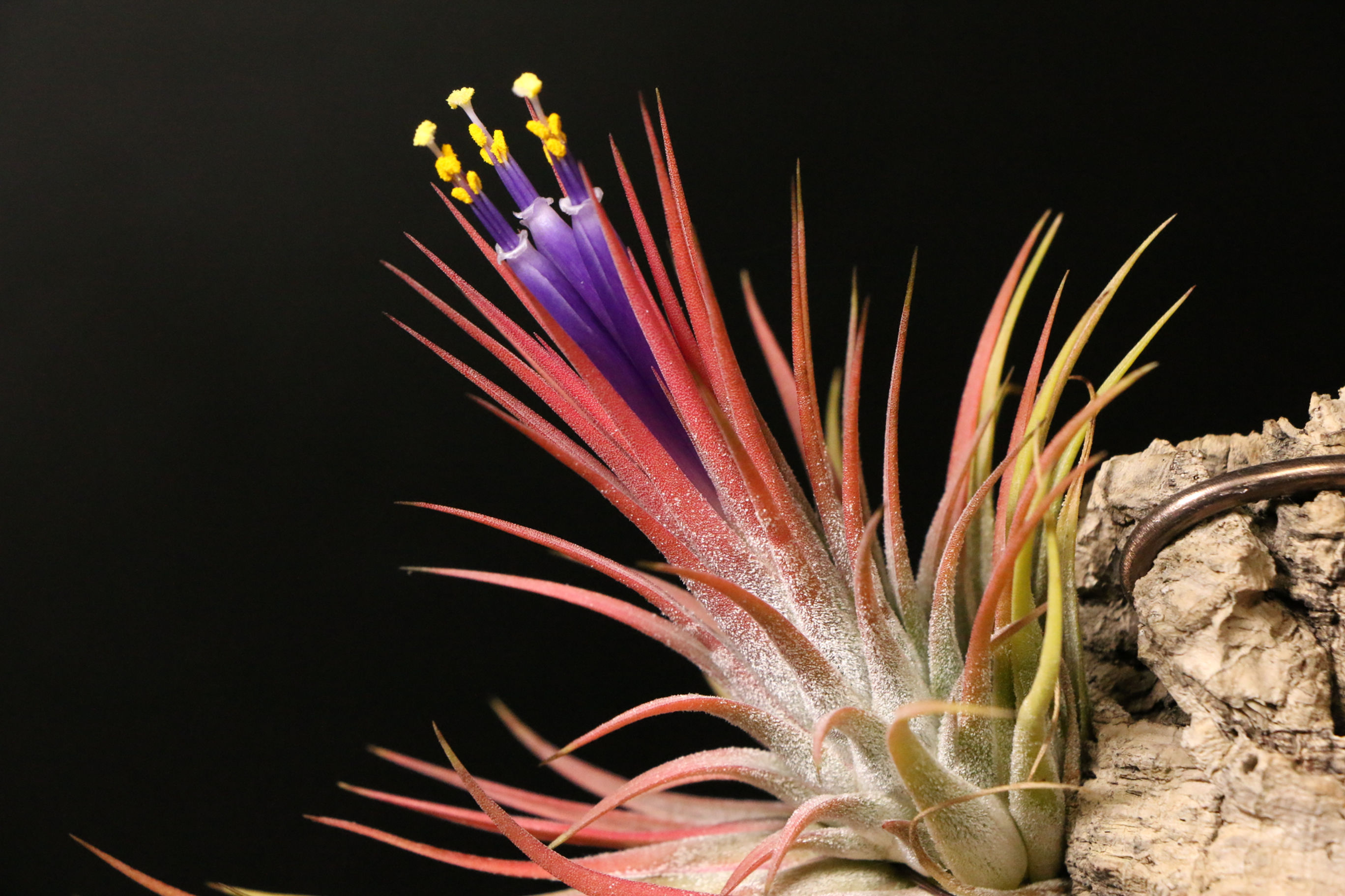 イオナンタ 'ゴルドシルバーセレクト'｜Tillandsia ionantha ’Gordo Silver Select’