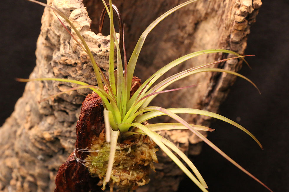Thumbnail: チランジア sp. Loja｜532 Tillandsia sp. Loja