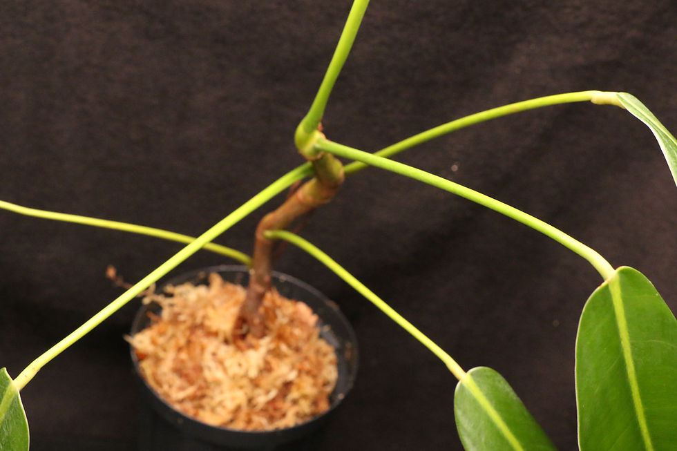 Thumbnail: フィロデンドロン sp. 'Colombia Rosella'｜Philodendron sp. 'Colombia Rosella'