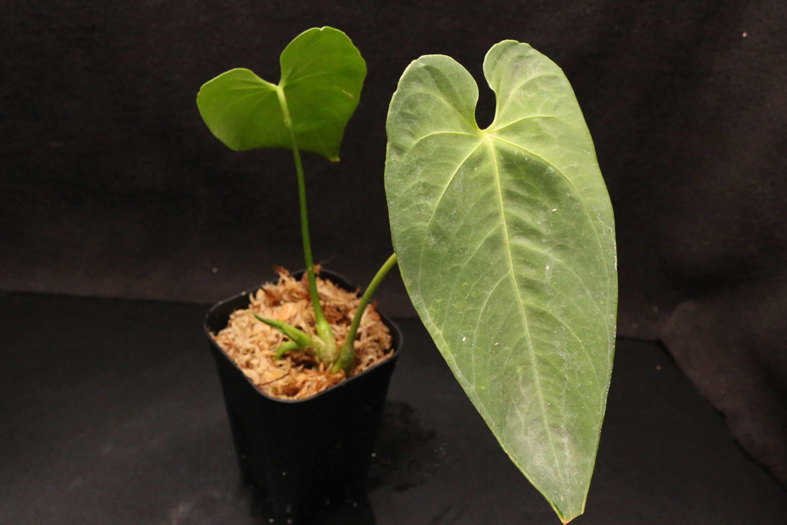 アンスリウム アンガマルカナム|955 Anthurium angamarcanum 'Type'