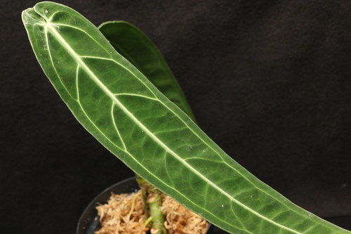 アンスリウム ワロクアナム｜924 Anthurium warocqueanum | ふたむら