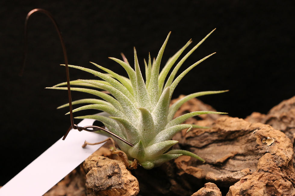 サムネイル： イオナンタ マキシマ｜811 ionantha var. maxima