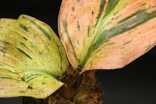 ケンフェリア sp. 'Variegated'｜Kaempferia sp. 'Variegated' | ふ