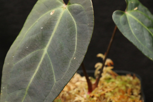 アンスリウム sp. 39 x ベッセアエ｜Anthurium sp. 39 x besseae