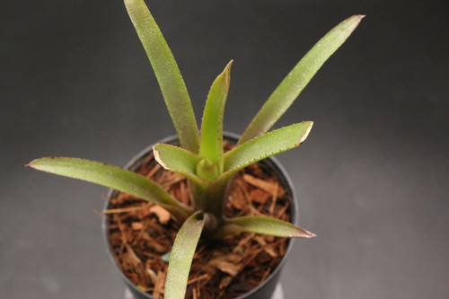 ネオレゲリア　バイーアナ　会長株 ネオレゲリア バイアナ｜155 Neoregelia bahiana (Leme #2209) | ふ