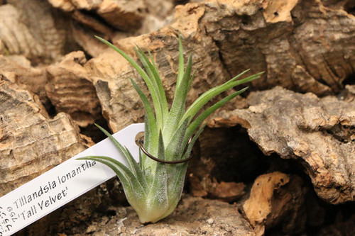 イオナンタ 'トールベルベット'｜ionantha 'Tall Velvet' | ふたむら