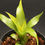 Thumbnail: カニストロプシス ビルベルギオイデス｜486 Canistropsis billbergioides 'Yellow Form'
