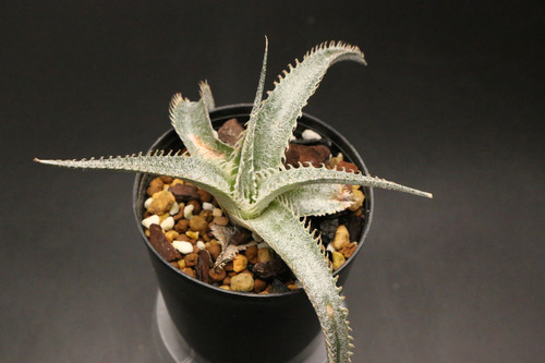Dyckia T-Rex ディッキア ティーレックス ②