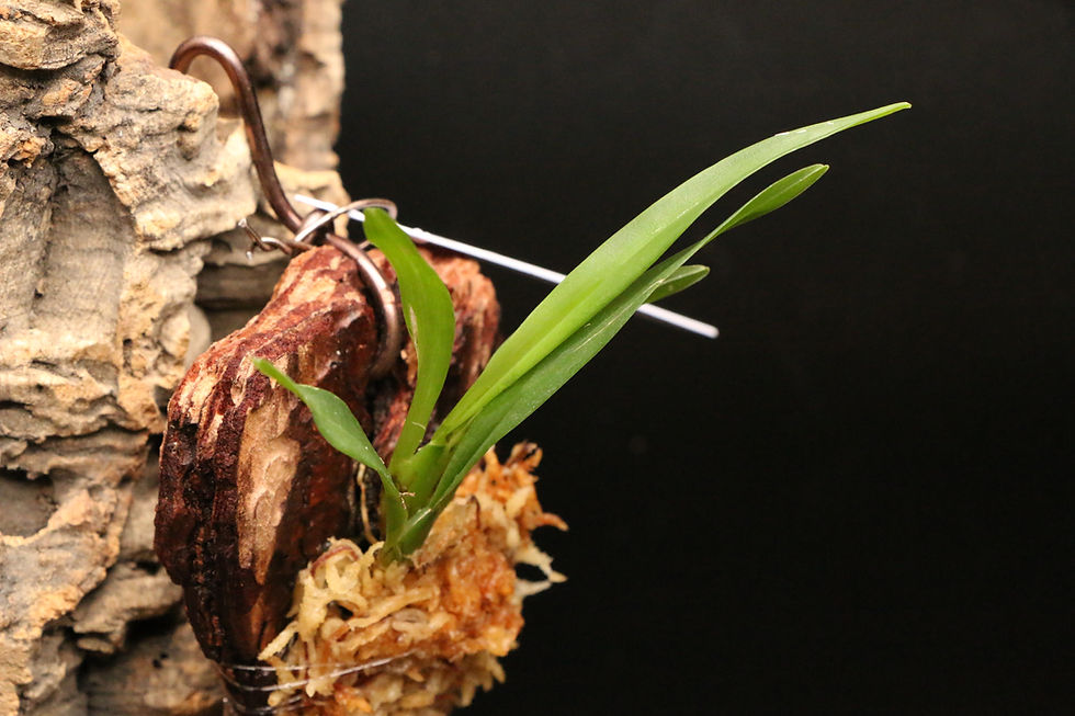 Thumbnail: オンシジュウム ポイキロスタリクス｜Oncidium poikilostalix
