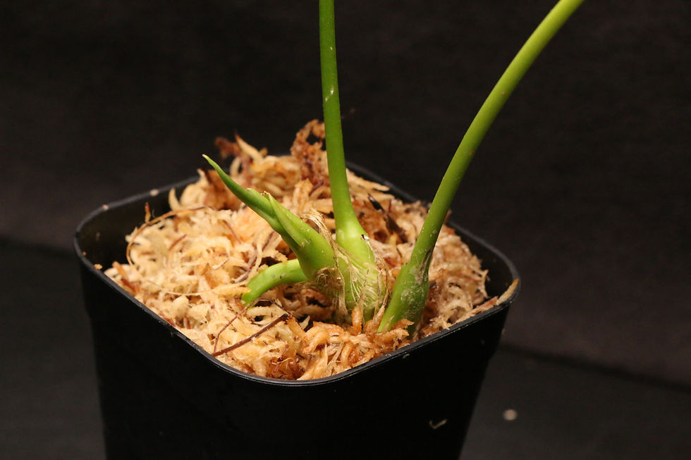 Thumbnail: アンスリウム アンガマルカナム｜955 Anthurium angamarcanum 'Type'