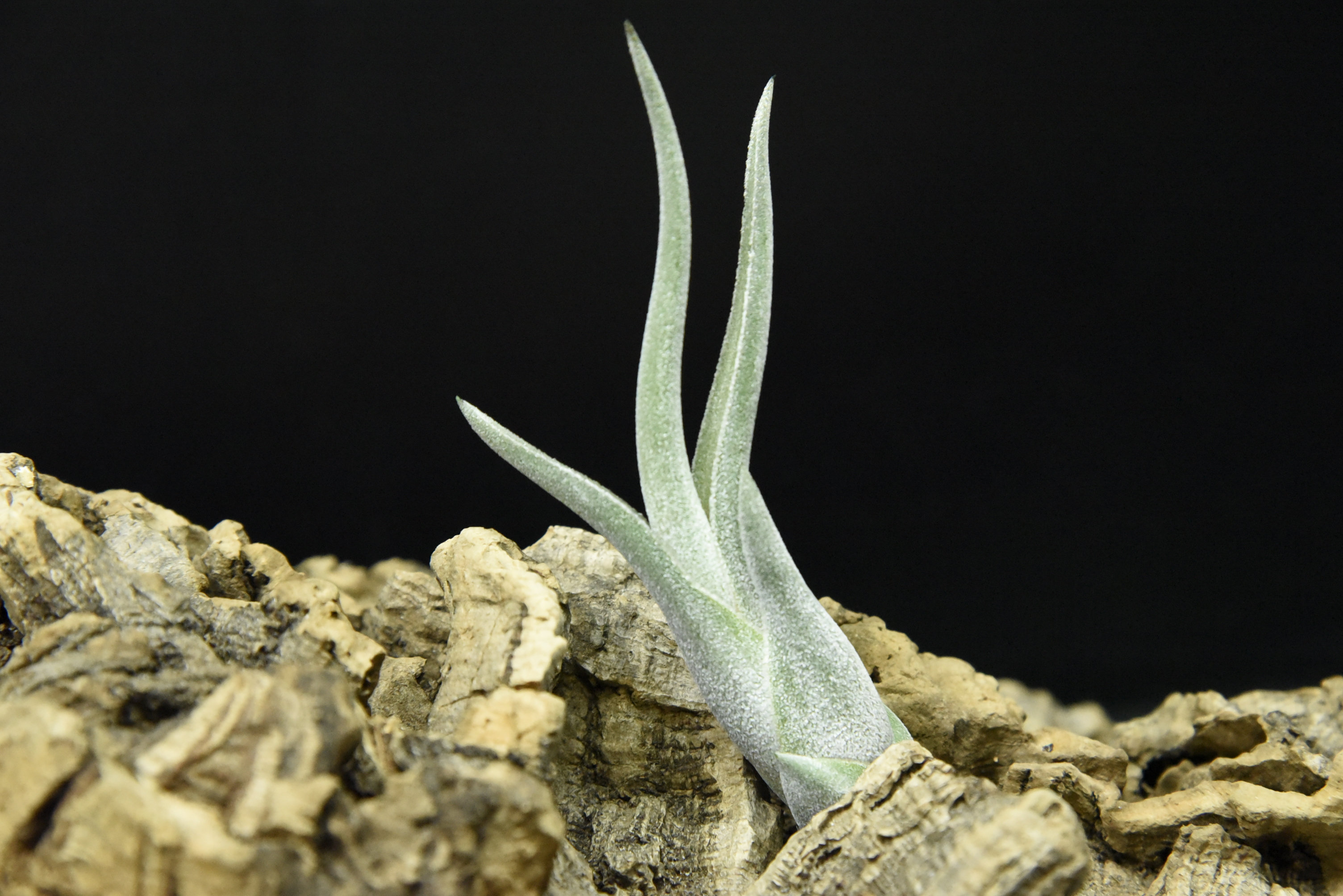 カプトメデューサエ アルバ Caput Medusae Alba ふたむらプランツ