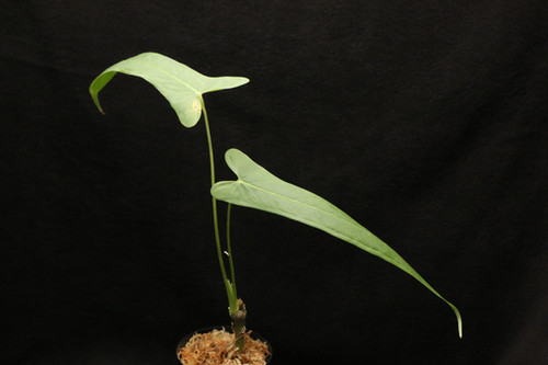 アンスリウム アルギロスタキウム 'ヤスニ'｜885 Anthurium