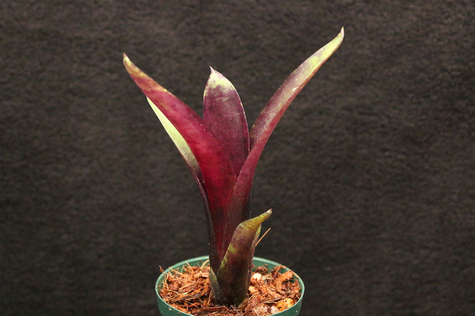 ネオレゲリア 'ブルーベリー スムージー'|195 Neoregelia 'Blueberry Smoothie'