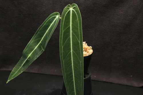 アンスリウム ワロクアナム｜924 Anthurium warocqueanum | ふたむら