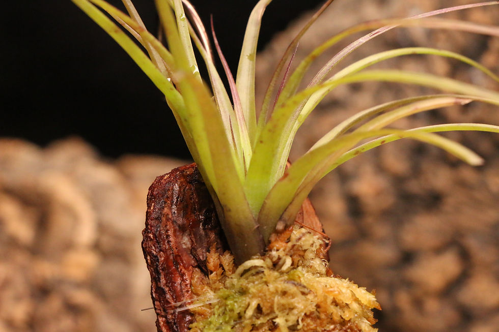 Thumbnail: チランジア sp. Loja｜532 Tillandsia sp. Loja