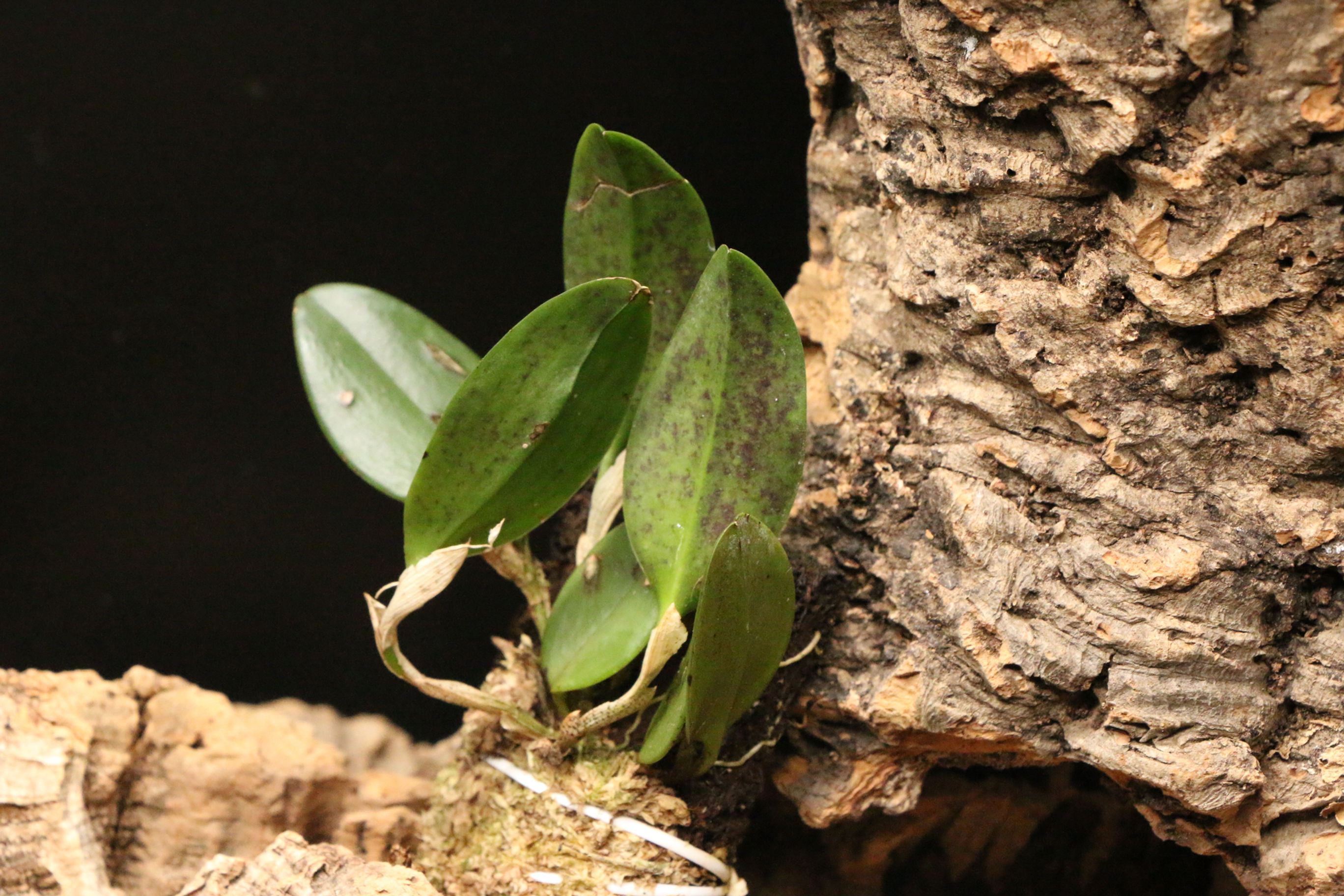 プロウレタリス エリトリウム｜Pleurothallis erythrium