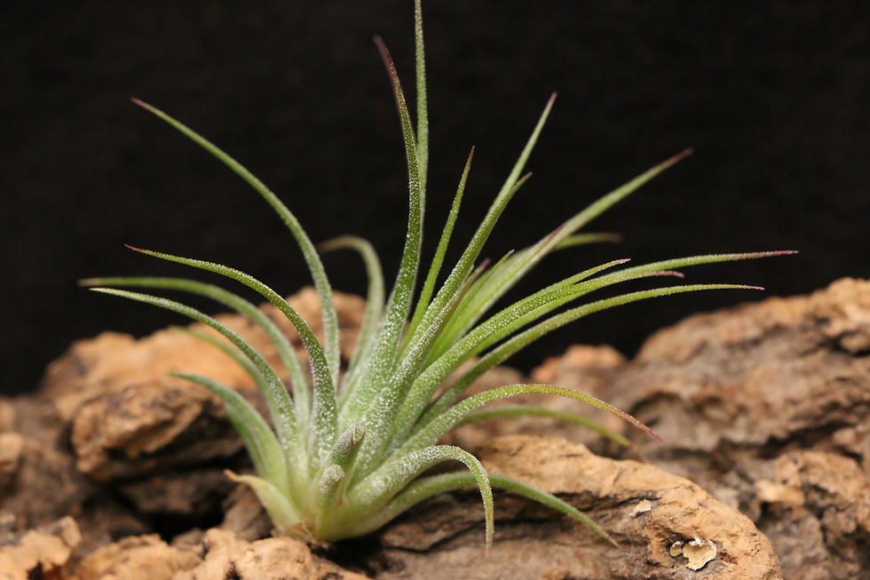 サムネイル： イオナンタ ’フエゴ レッド ジャイアント’｜ionantha 'Fuego Red Giant'