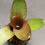 Thumbnail: Neoregelia'Don Garrison'｜ Neoregelia'Don Garrison'