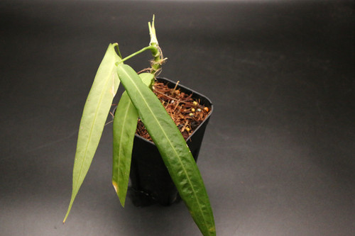 アンスリウム　パリディフローラム アンスリウム パリディフローラム｜Anthurium pallidiflorum