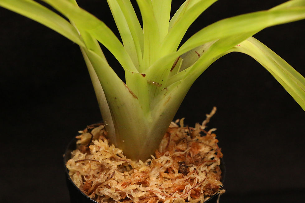 Thumbnail: グズマニア リングラータ｜Guzmania lingulata