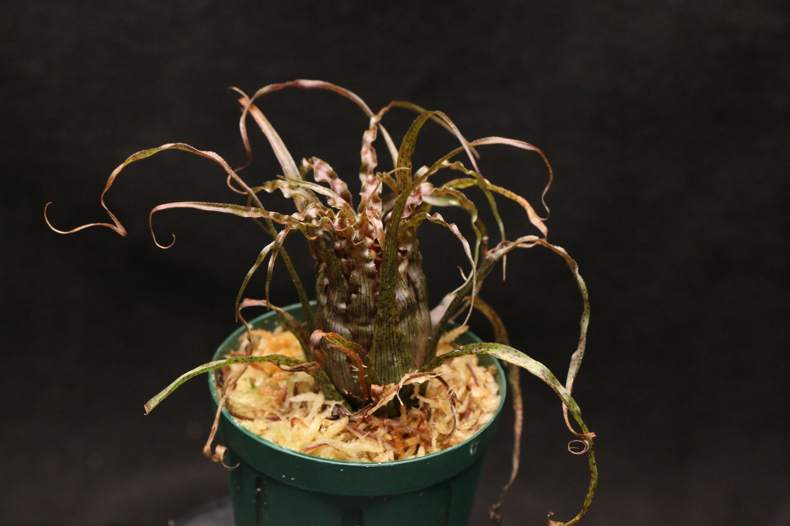 ラシナエア クリスパ|Racinaea crispa