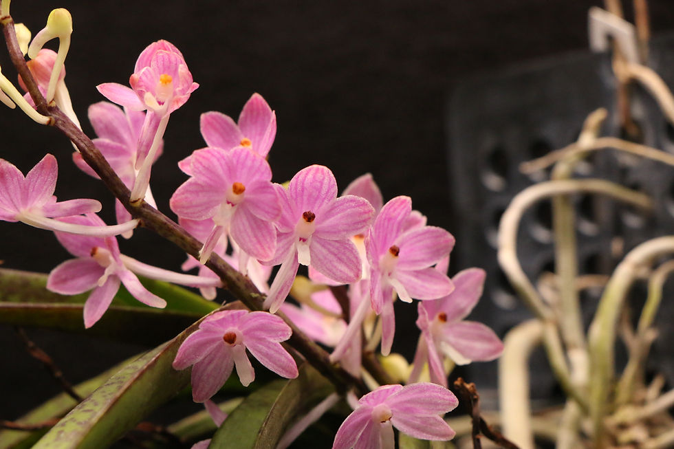 Thumbnail: アスコセントラム アンプリシウム｜Ascocentrum amplissimum 'Pink Sakura'
