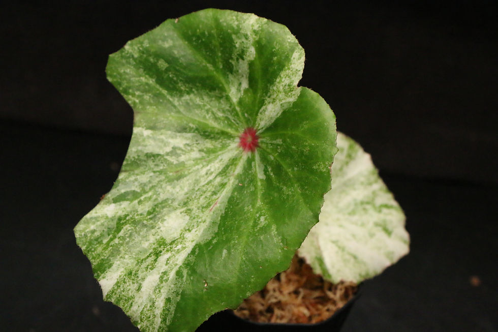 サムネイル： ベゴニア 'ルージュ' ヴァリエガータ｜Begonia 'Rouge Variegated'