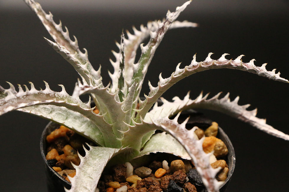 サムネイル： ディッキア バンコクスター｜80 Dyckia 'Bangkok Star' (Original Clone) ex Q-Dyckia