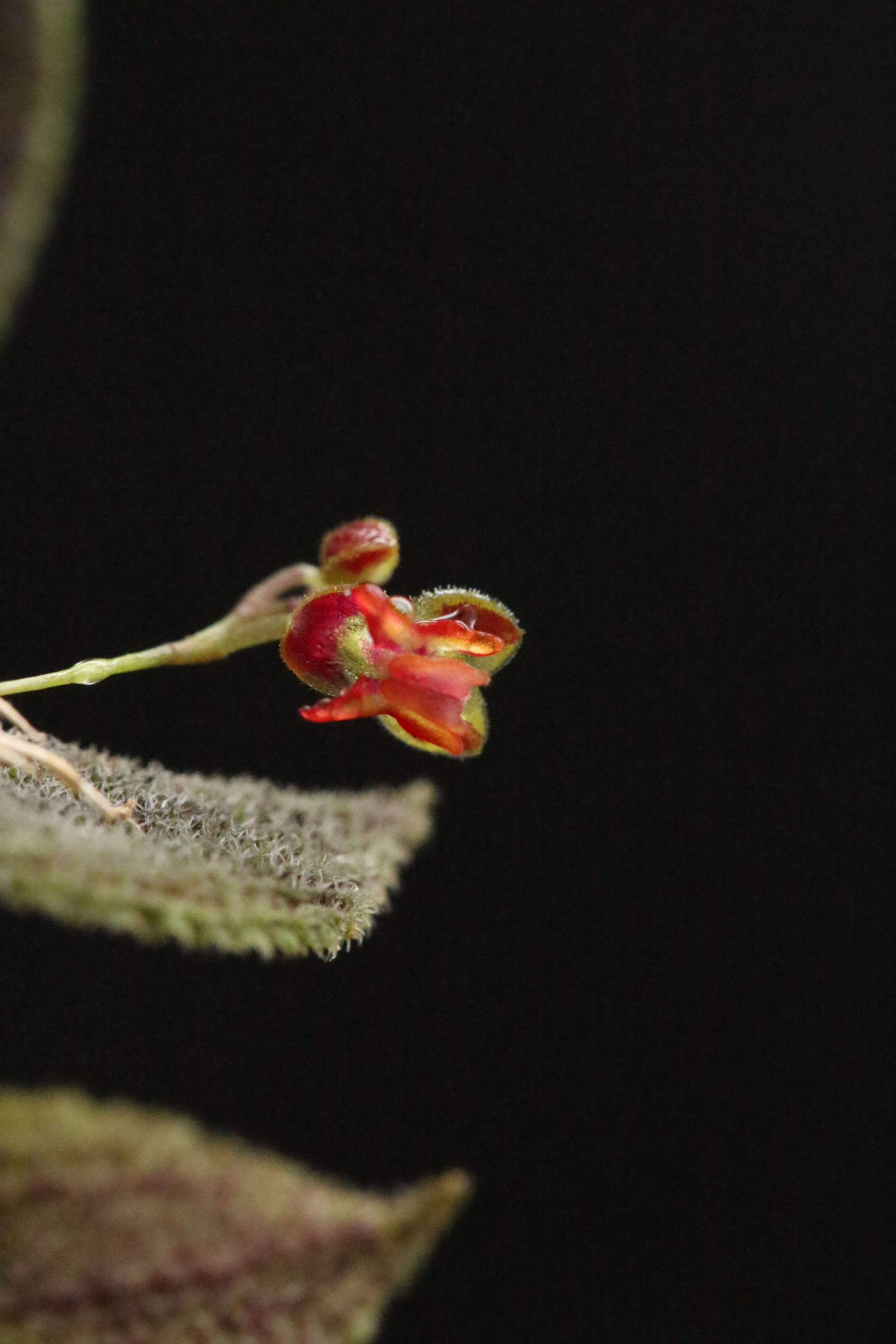 レパンテス アクレアタ｜859 Lepanthes aculeata