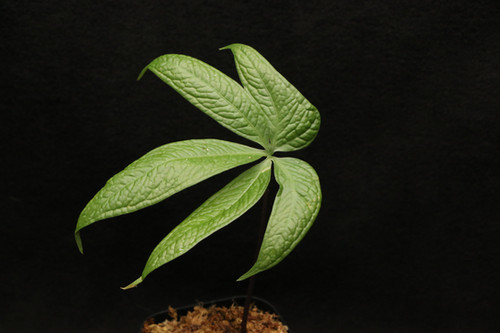 アンスリウム sp. 'クロコダイル フィンガーズ'｜860 Anthurium sp