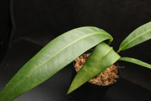 アンスリウム sp. モロナ｜772 Anthurium sp. Morona | ふたむらプランツ