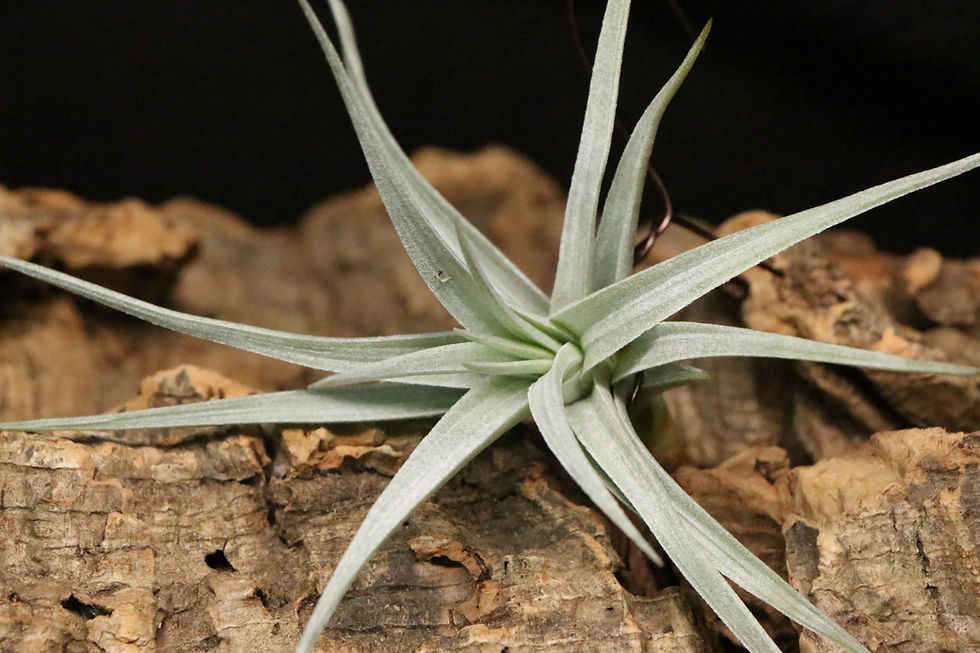 ภาพขนาดย่อ: Stricta'Angel White' | เข้มงวด'Angel White'