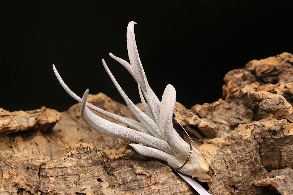 リドレイ 'シルバードワーフ'｜platycerium ridleyi 'Silver