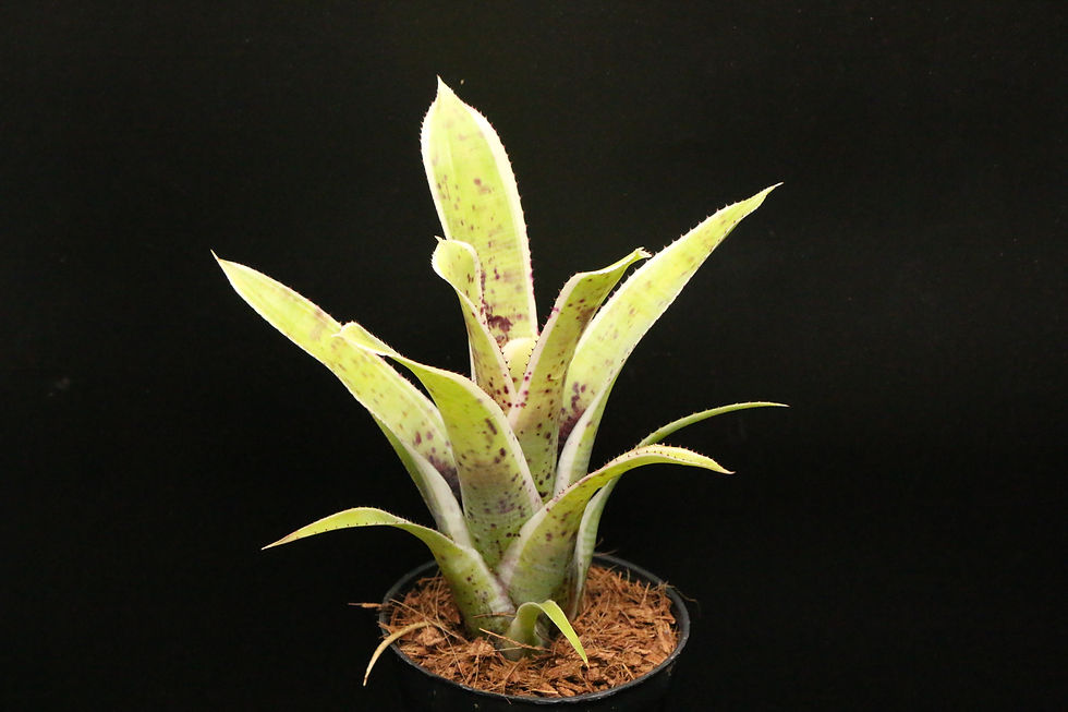 ネオレゲリア 'カスケード'|8 Neoregelia 'Cascade' ex. Chester Skotak