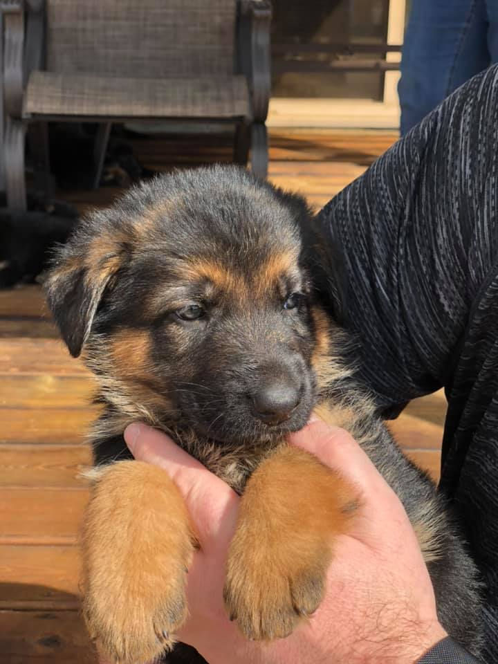 Ferrari x Breeze puppies April 2020