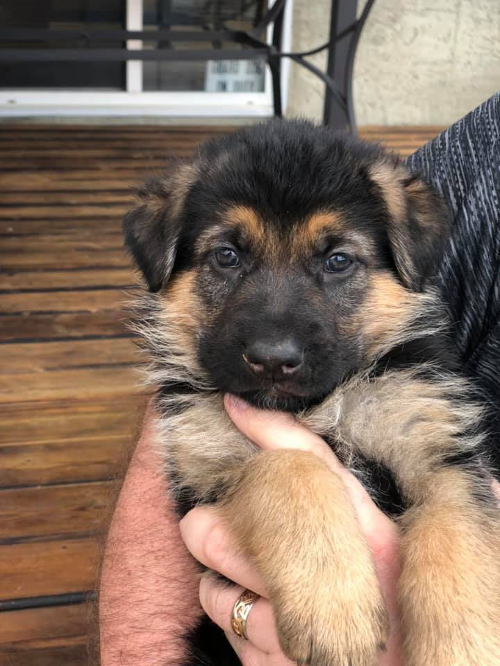 Ferrari x Breeze puppies April 2020